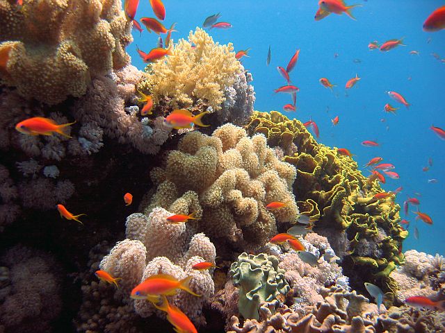Интересные факты о Красном море - коралловые рифы